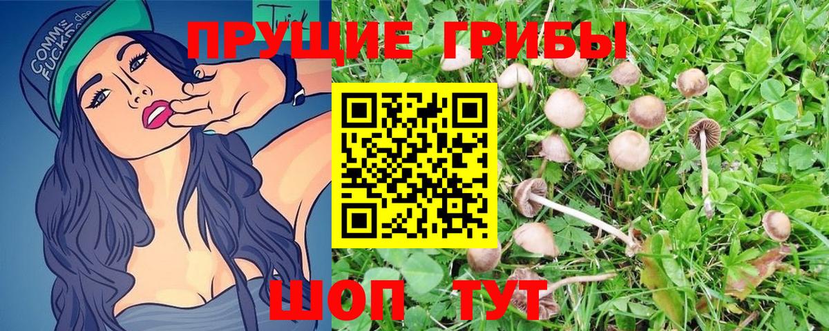 Владимир  наркота  Вход с VPN  Галлюциногенные грибы Psilocybe 